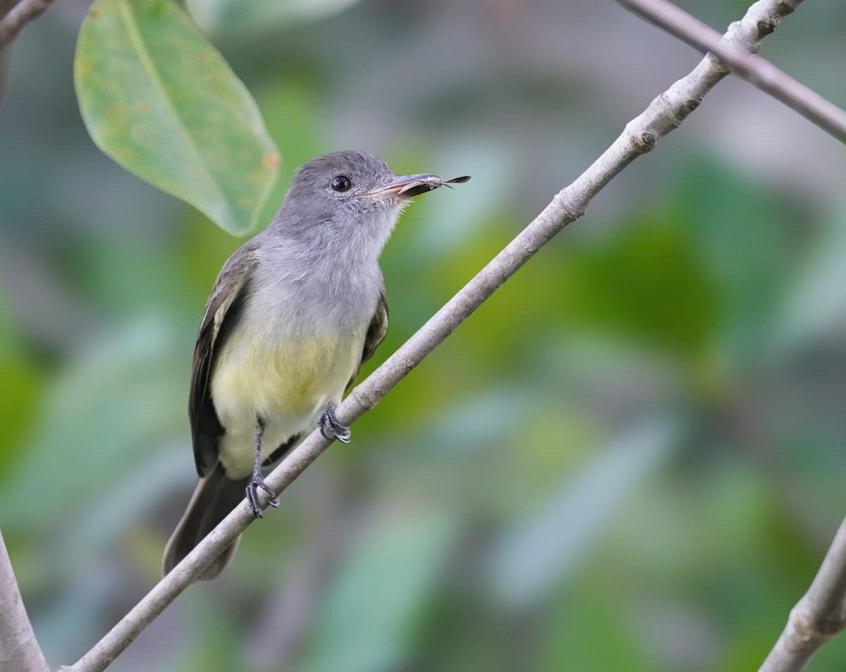 パナマヒタキモドキ - ML650405320