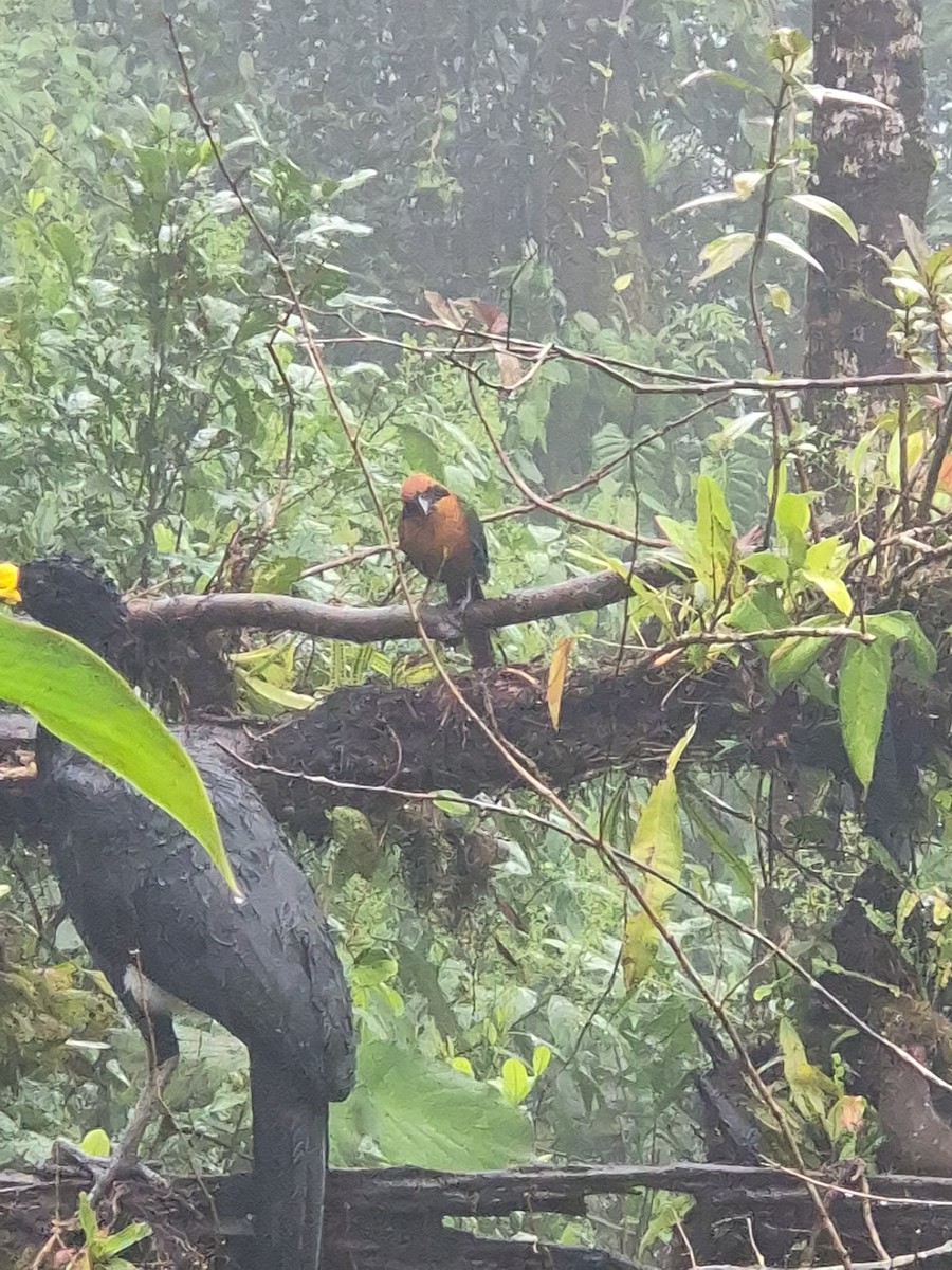 アマゾンオオハチクイモドキ - ML650405347