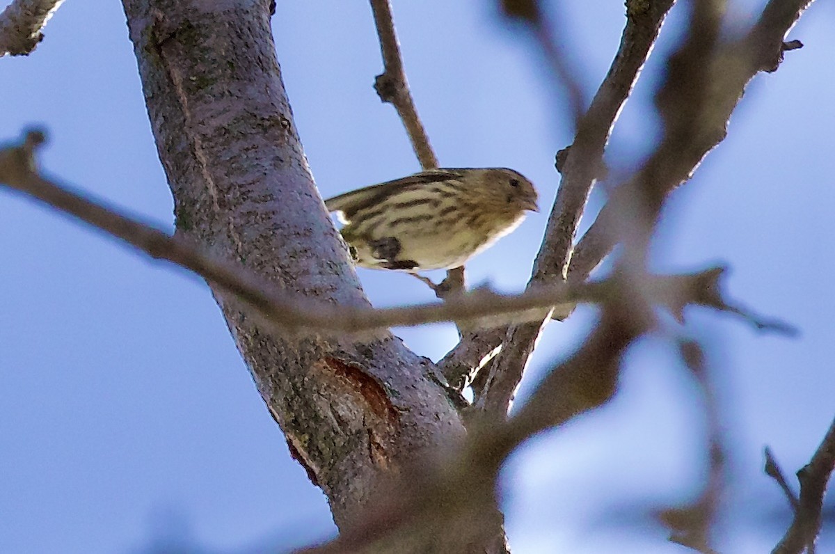 Сосновый чиж - ML650405388