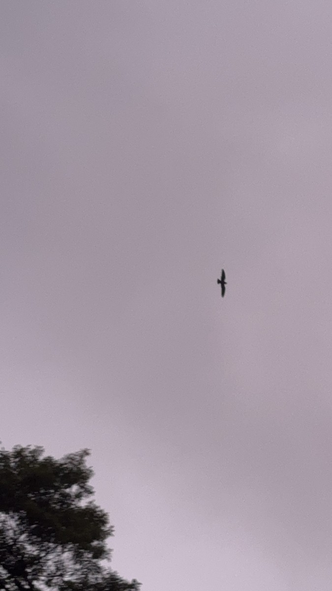 タンビヨタカ - ML650405396