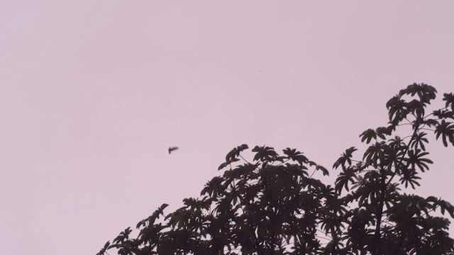 Short-tailed Nighthawk - ML650405397