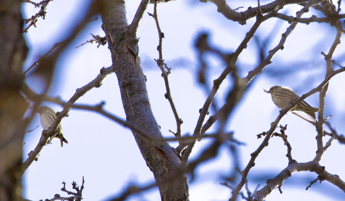 Сосновый чиж - ML650405416