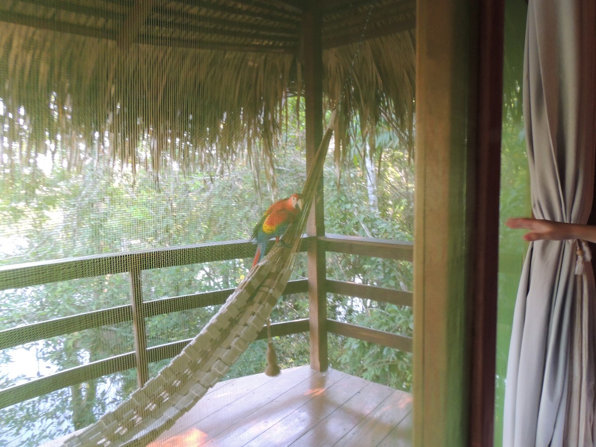 Араканга - ML650405417