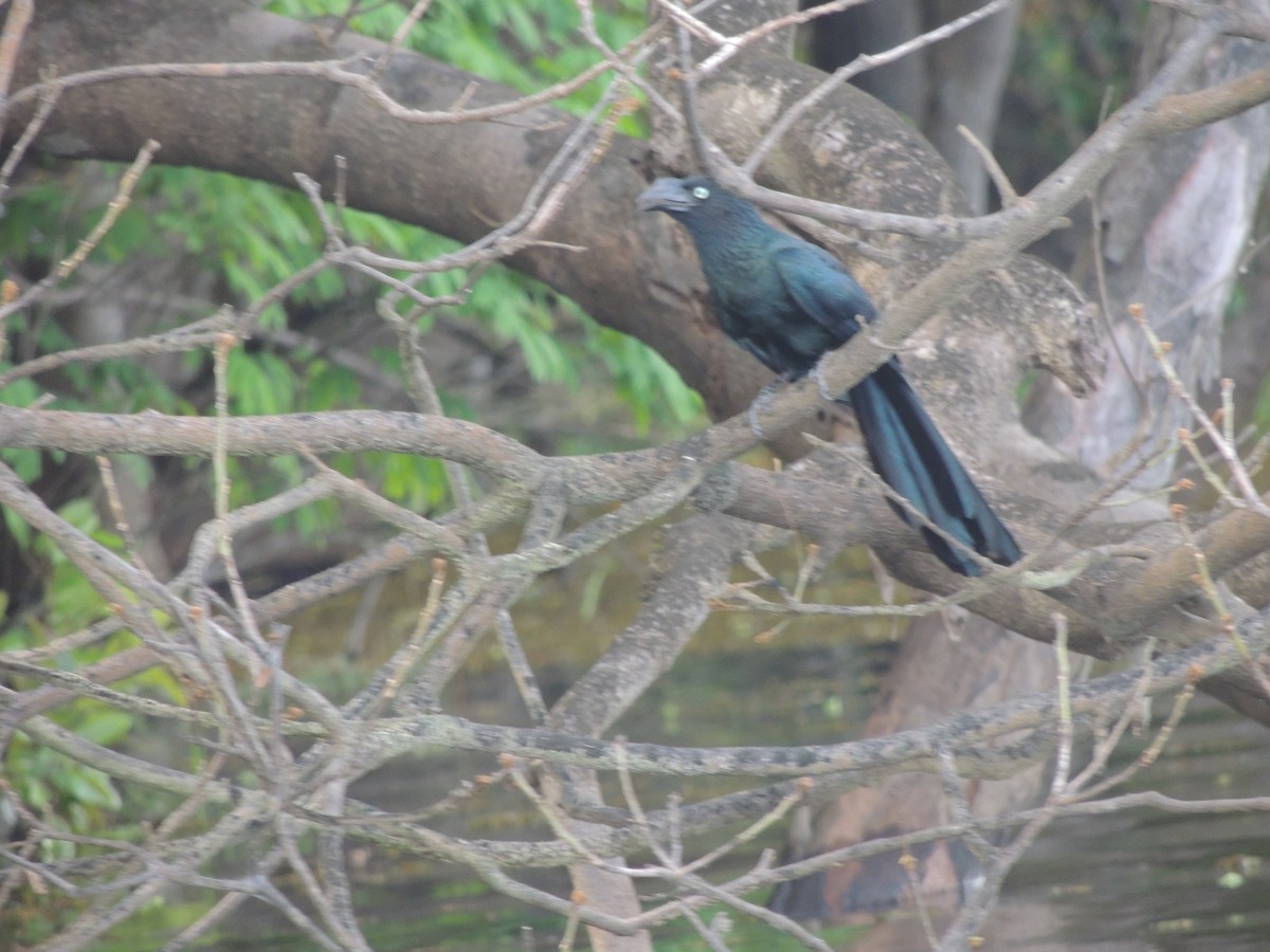 Ані великий - ML650405449