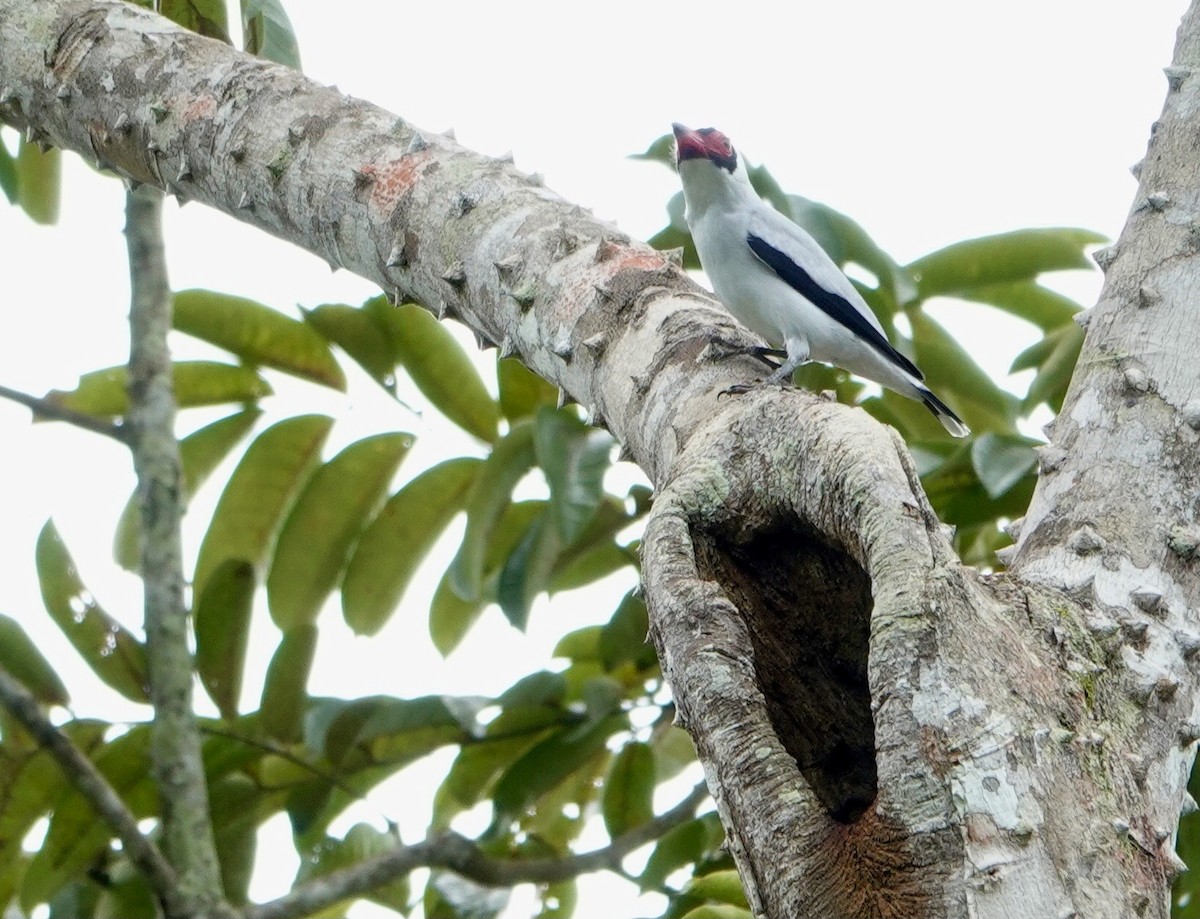 サカツラハグロドリ - ML650405466