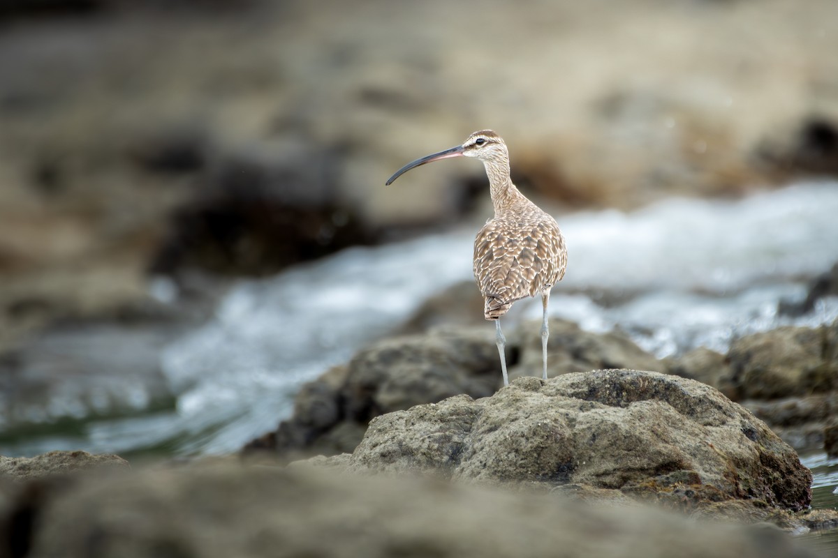 アメリカチュウシャクシギ - ML650405532