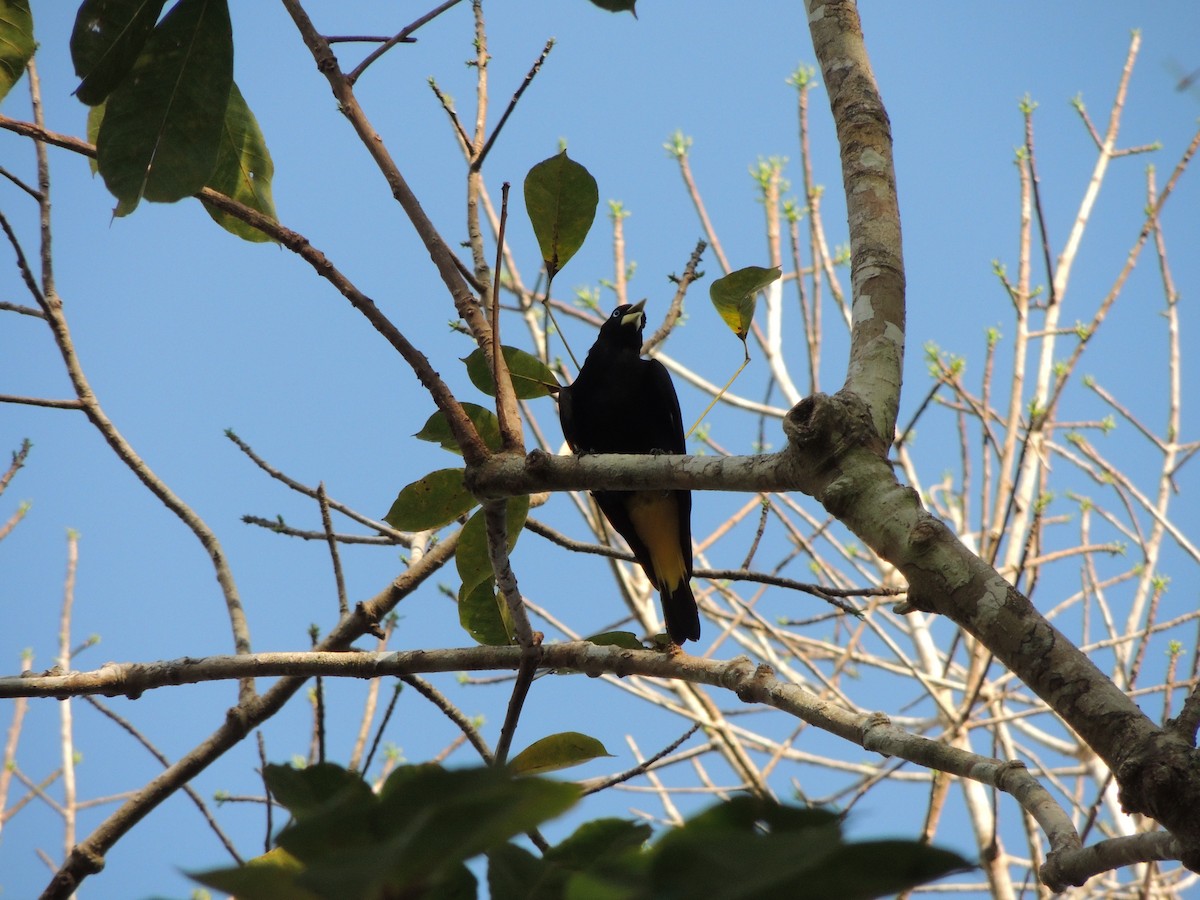 Касик жовтохвостий - ML650405542