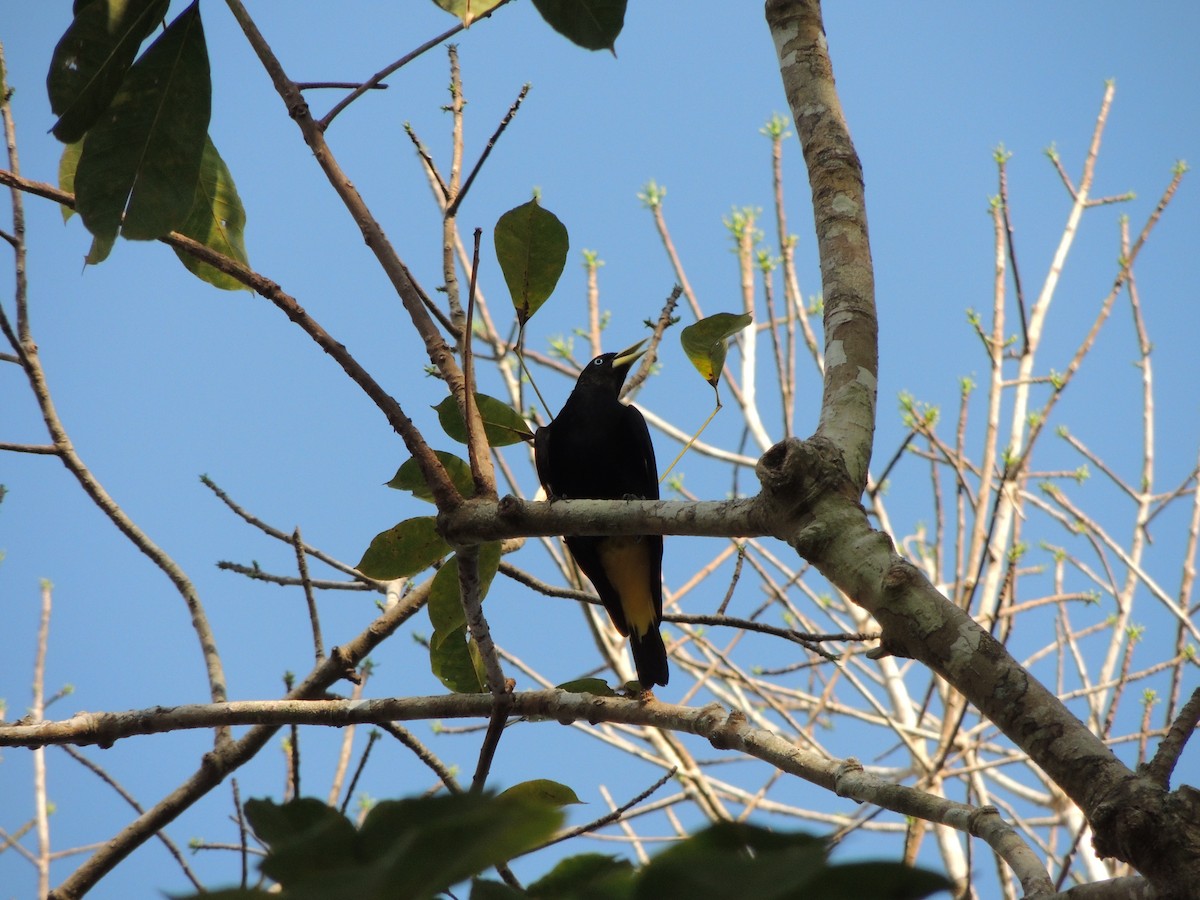 Касик жовтохвостий - ML650405561