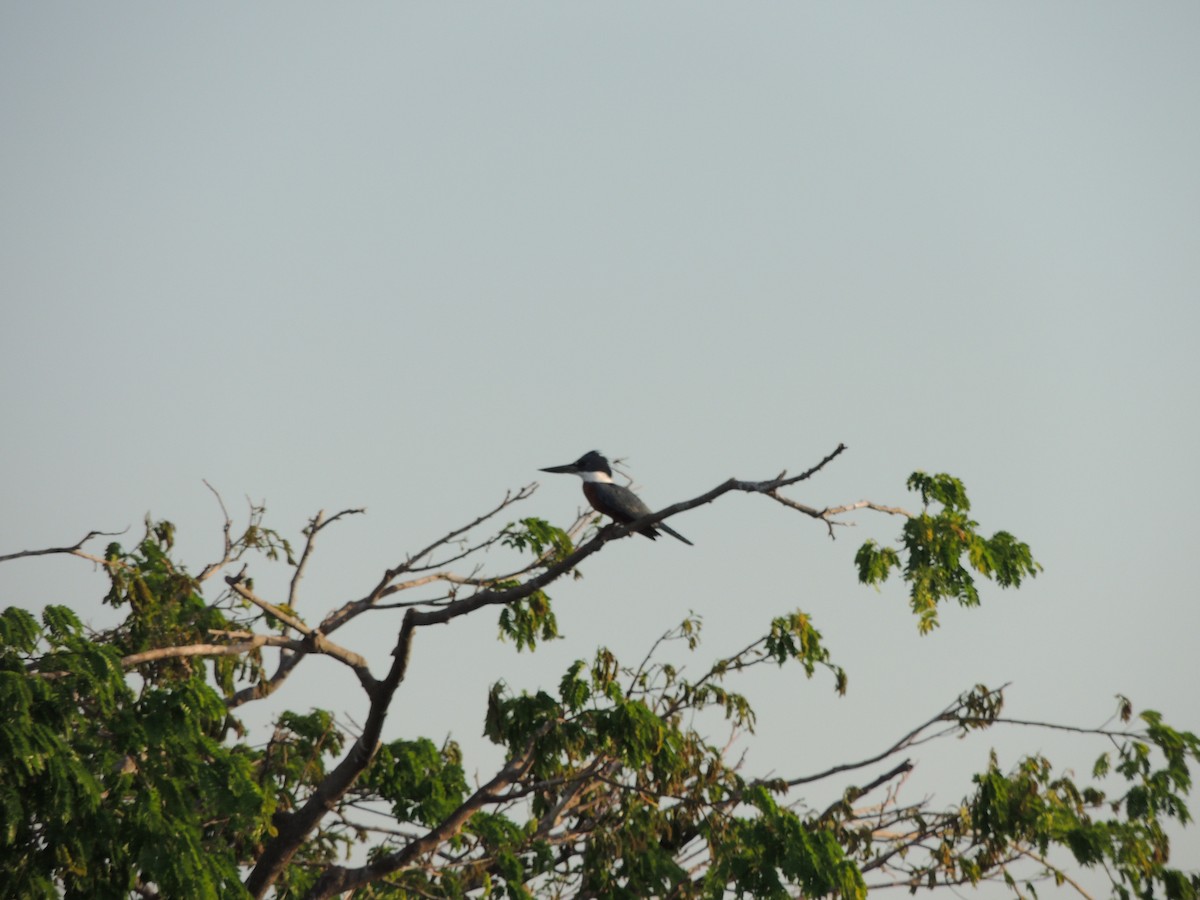 Рибалочка-чубань неотропічний - ML650405593