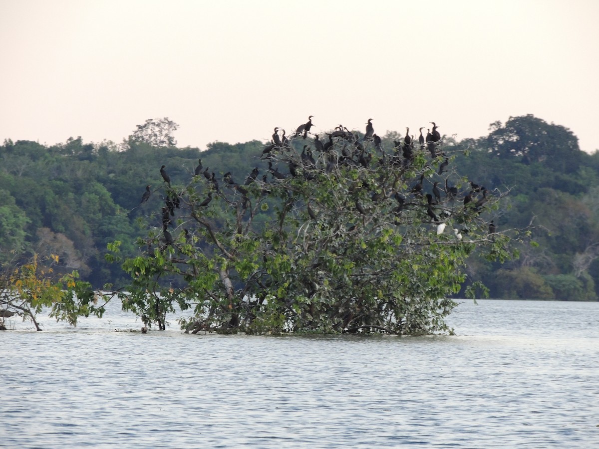 Баклан бразильський - ML650405624