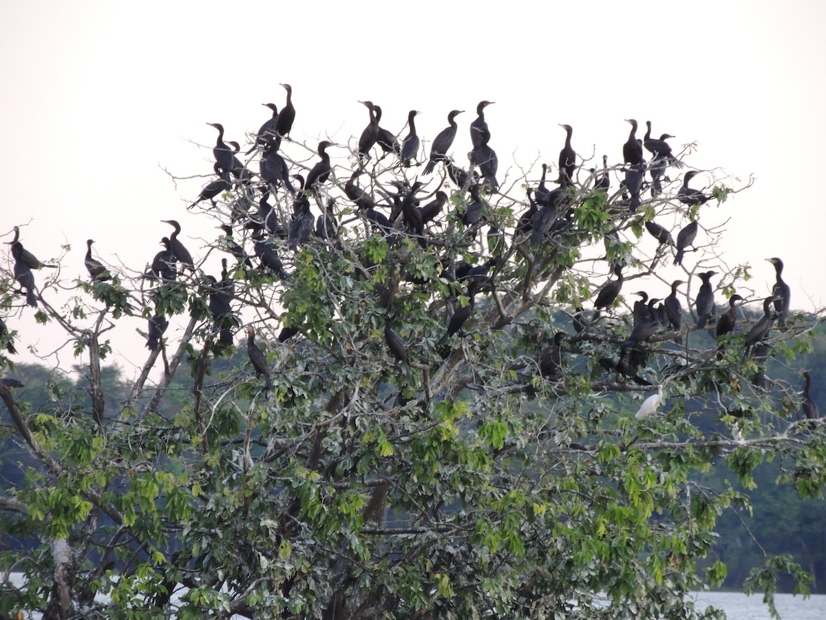 Баклан бразильський - ML650405630