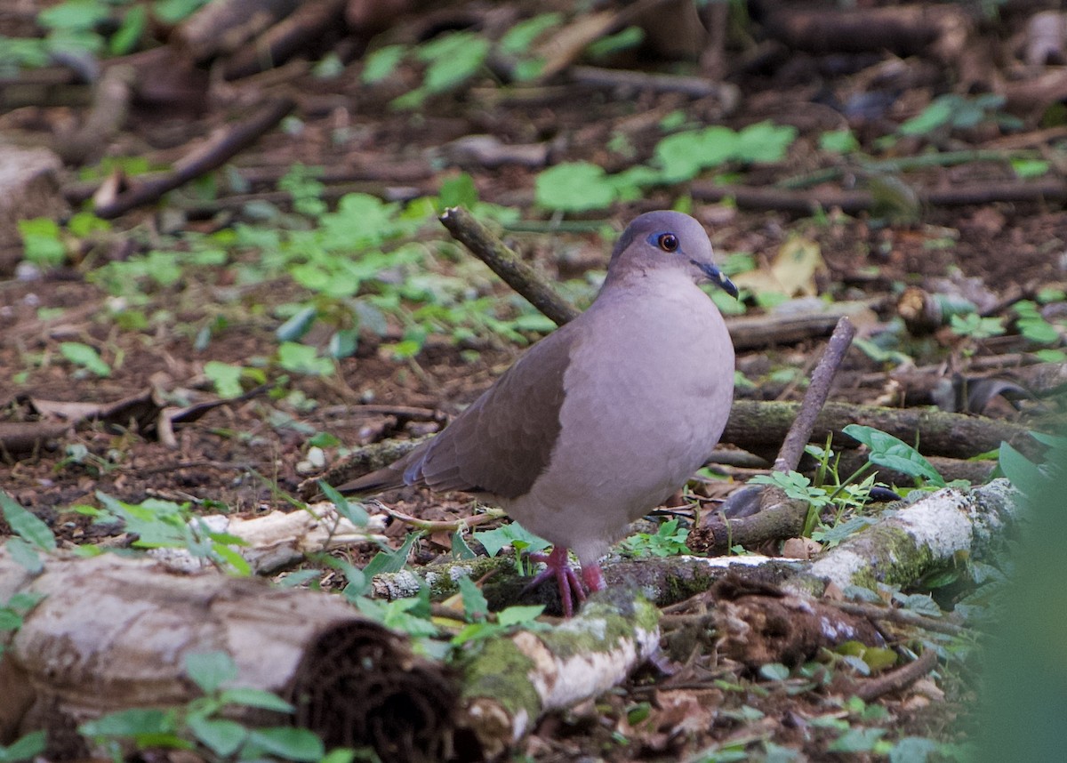 シロビタイシャコバト - ML650405642