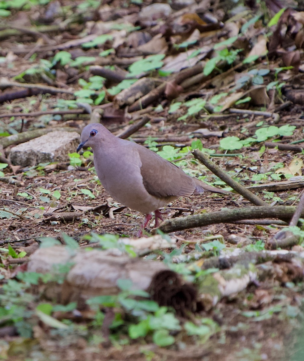 シロビタイシャコバト - ML650405643