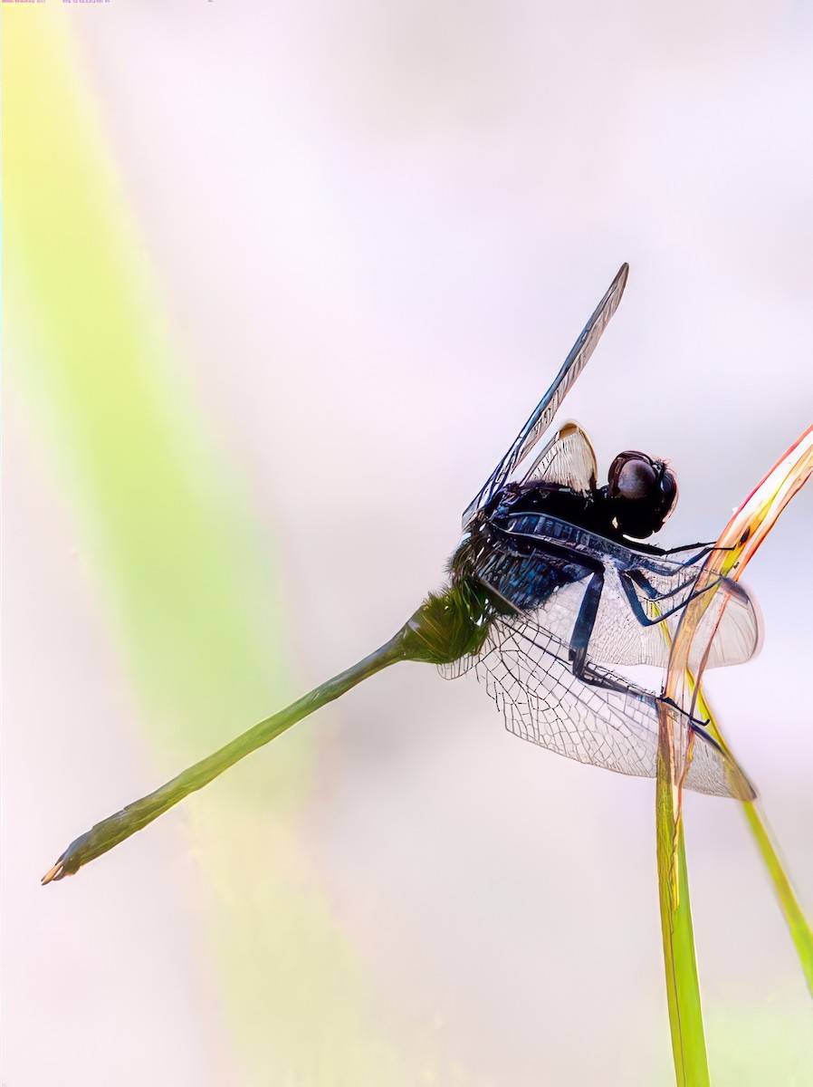 Pin-tailed Pondhawk - ML650405648