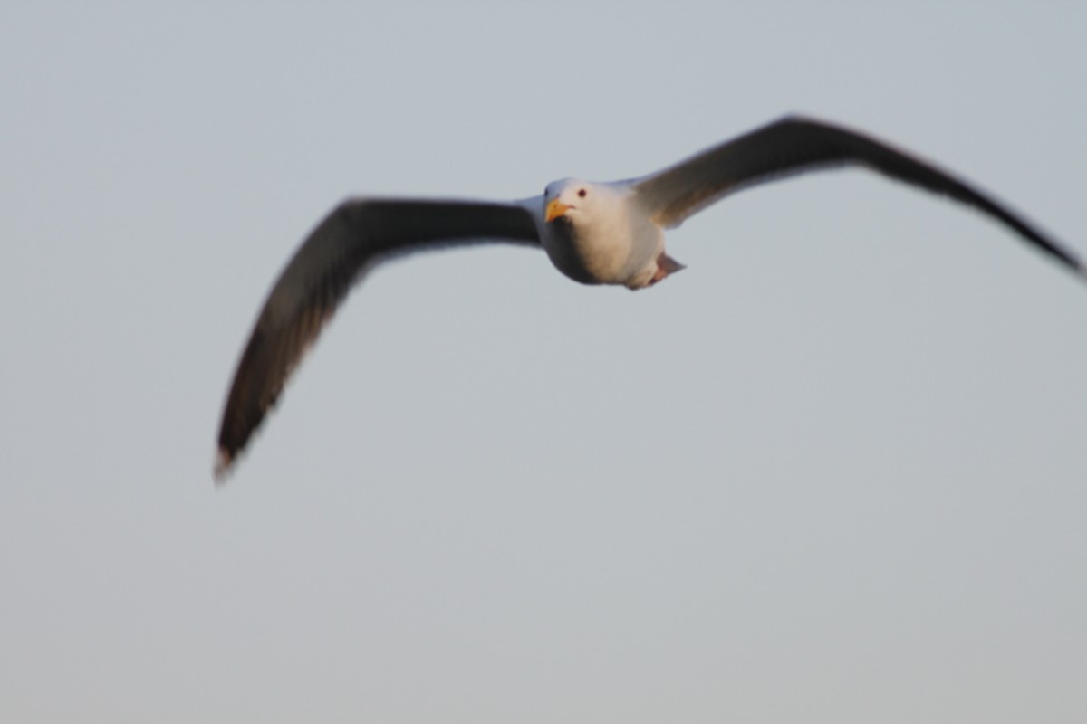 gull sp. - ML650405728
