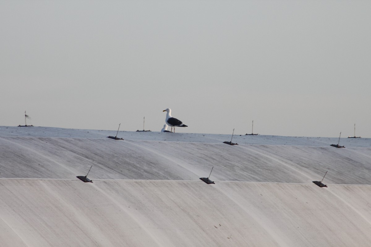 gull sp. - ML650405729