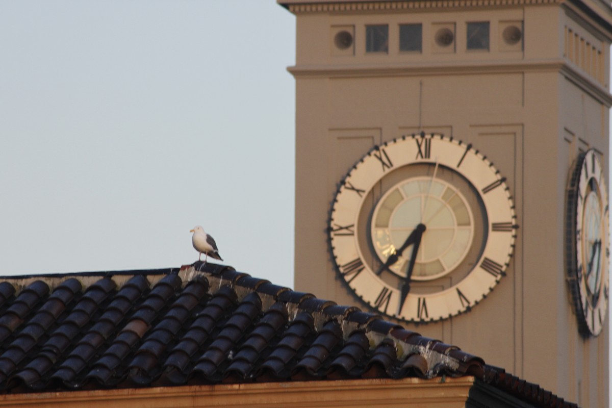 gull sp. - ML650405731