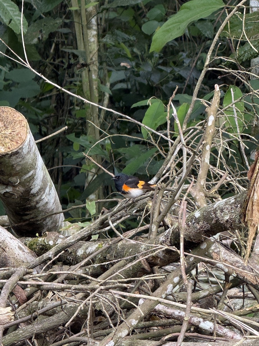 American Redstart - ML650405742