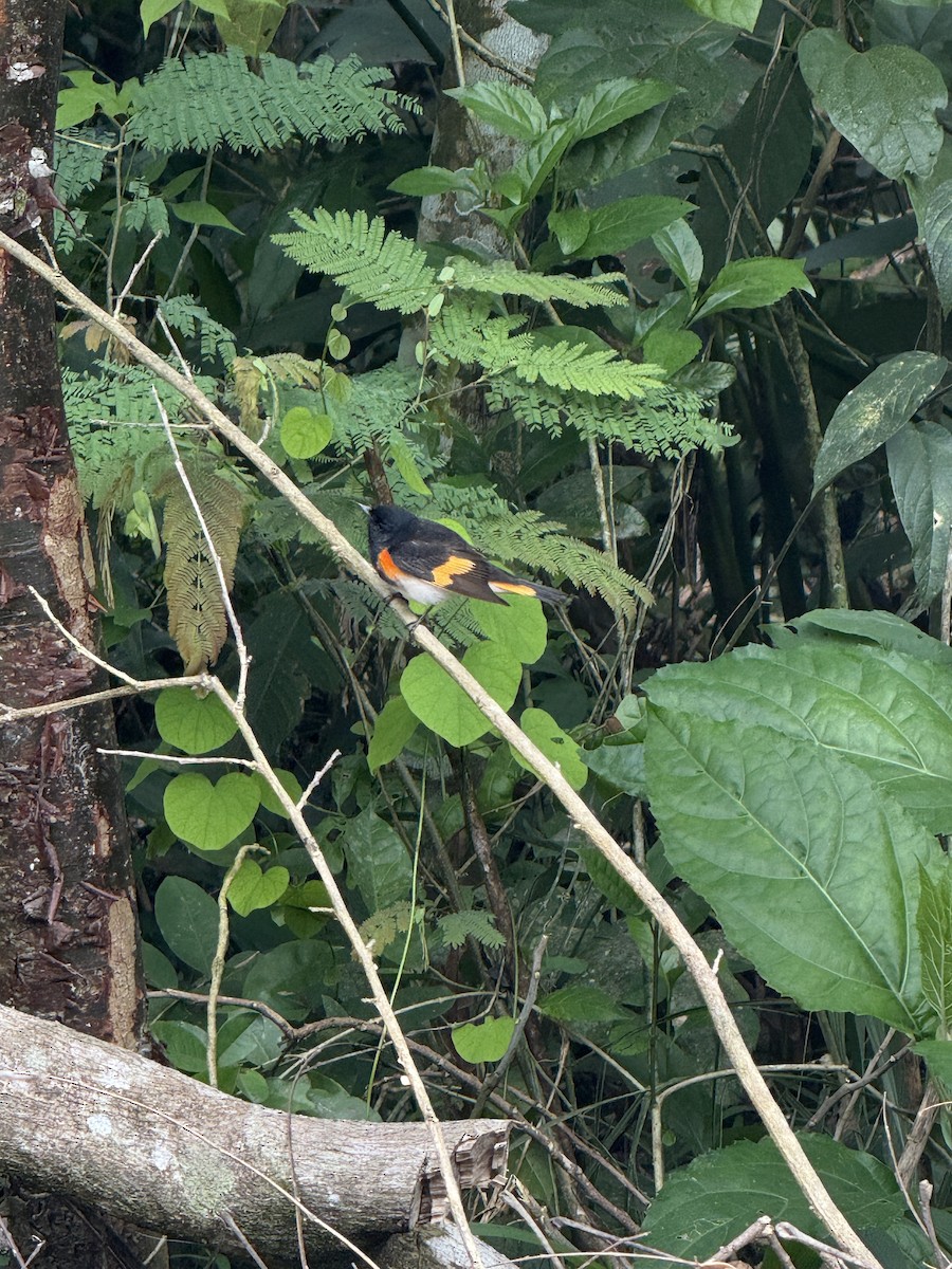 American Redstart - ML650405743