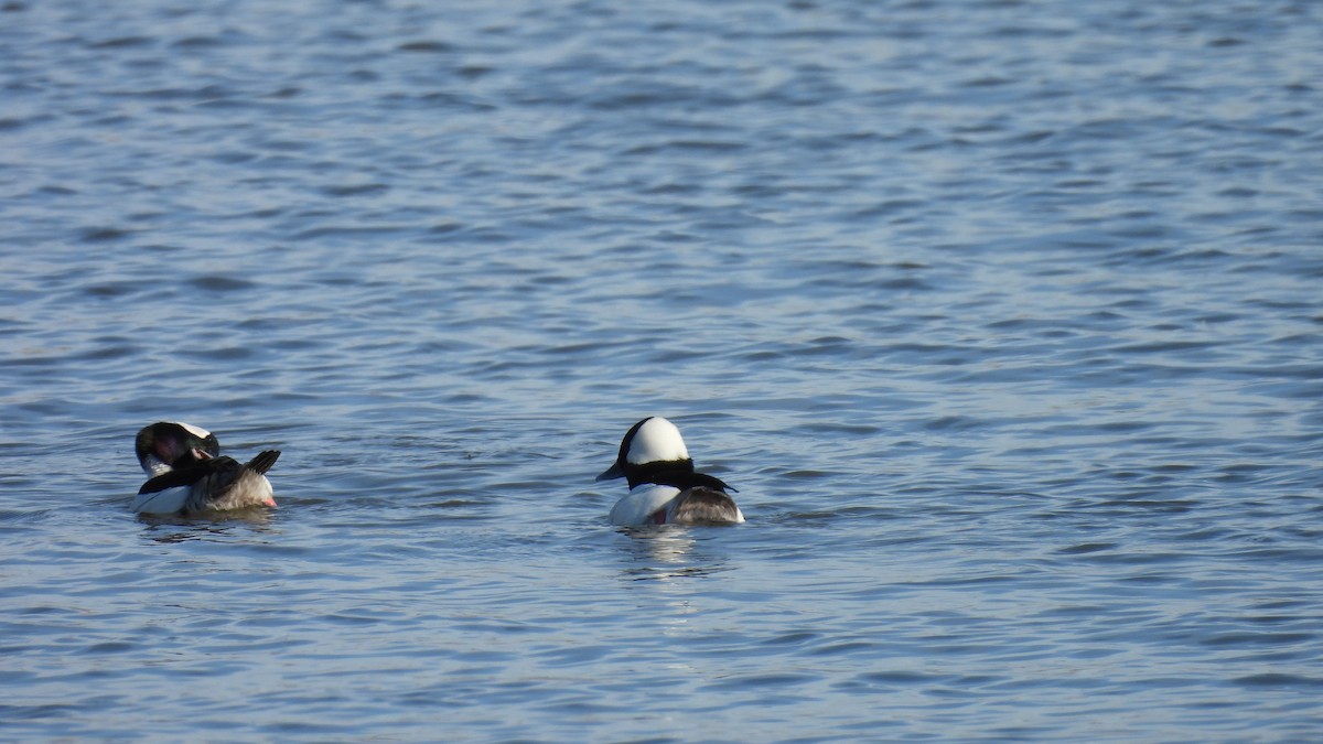 Bufflehead - ML650405762