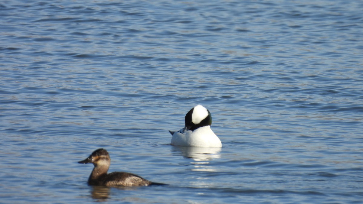 Bufflehead - ML650405763