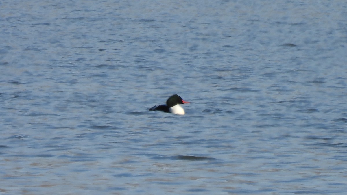 Common Merganser - ML650405772
