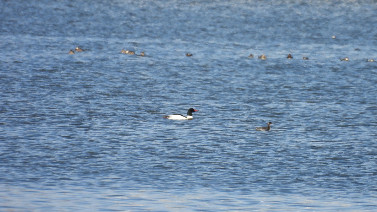 Common Merganser - ML650405773