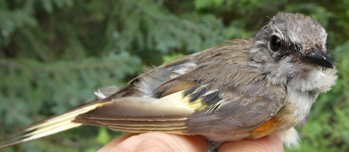 American Redstart - ML650405775