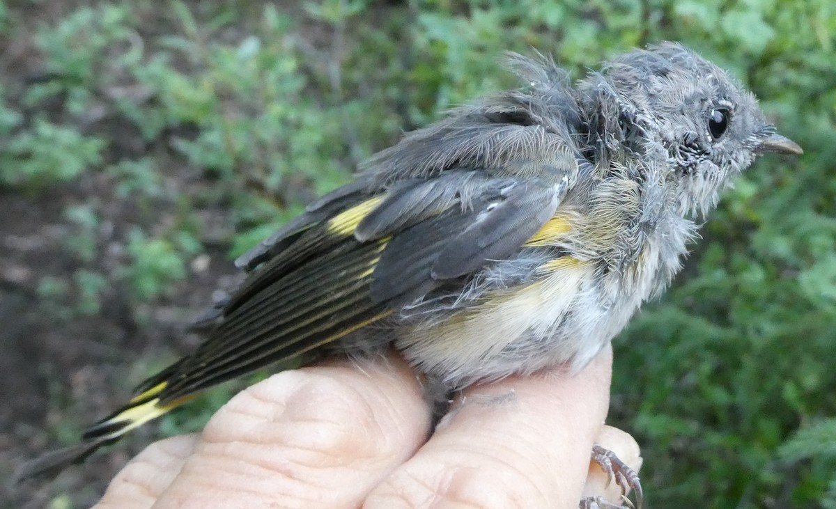 American Redstart - ML650405776
