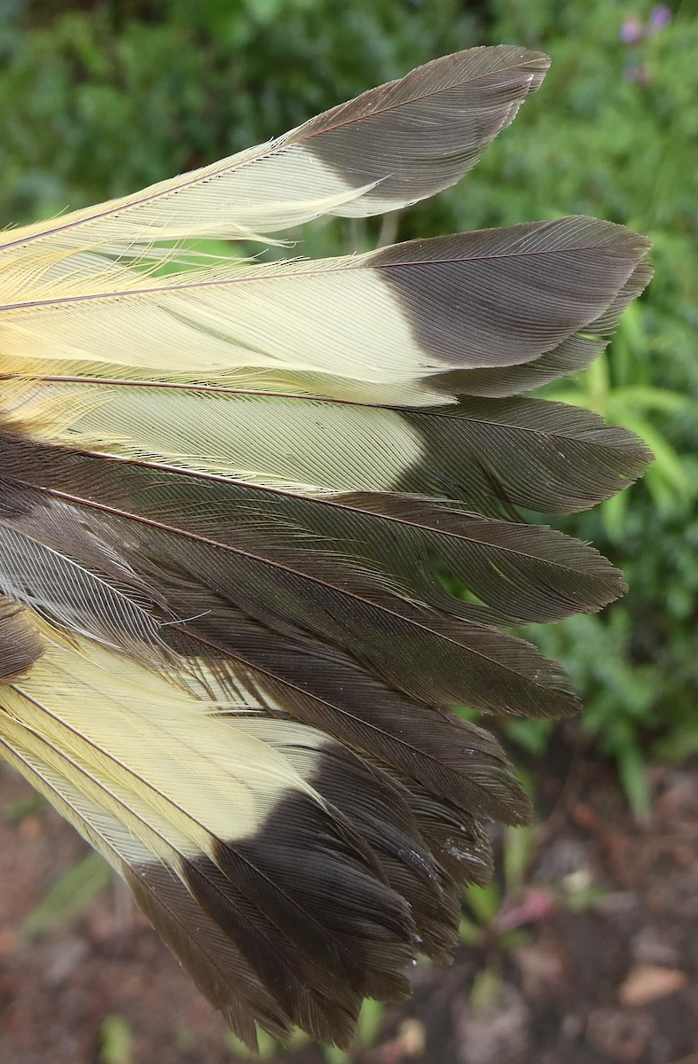 American Redstart - ML650405777