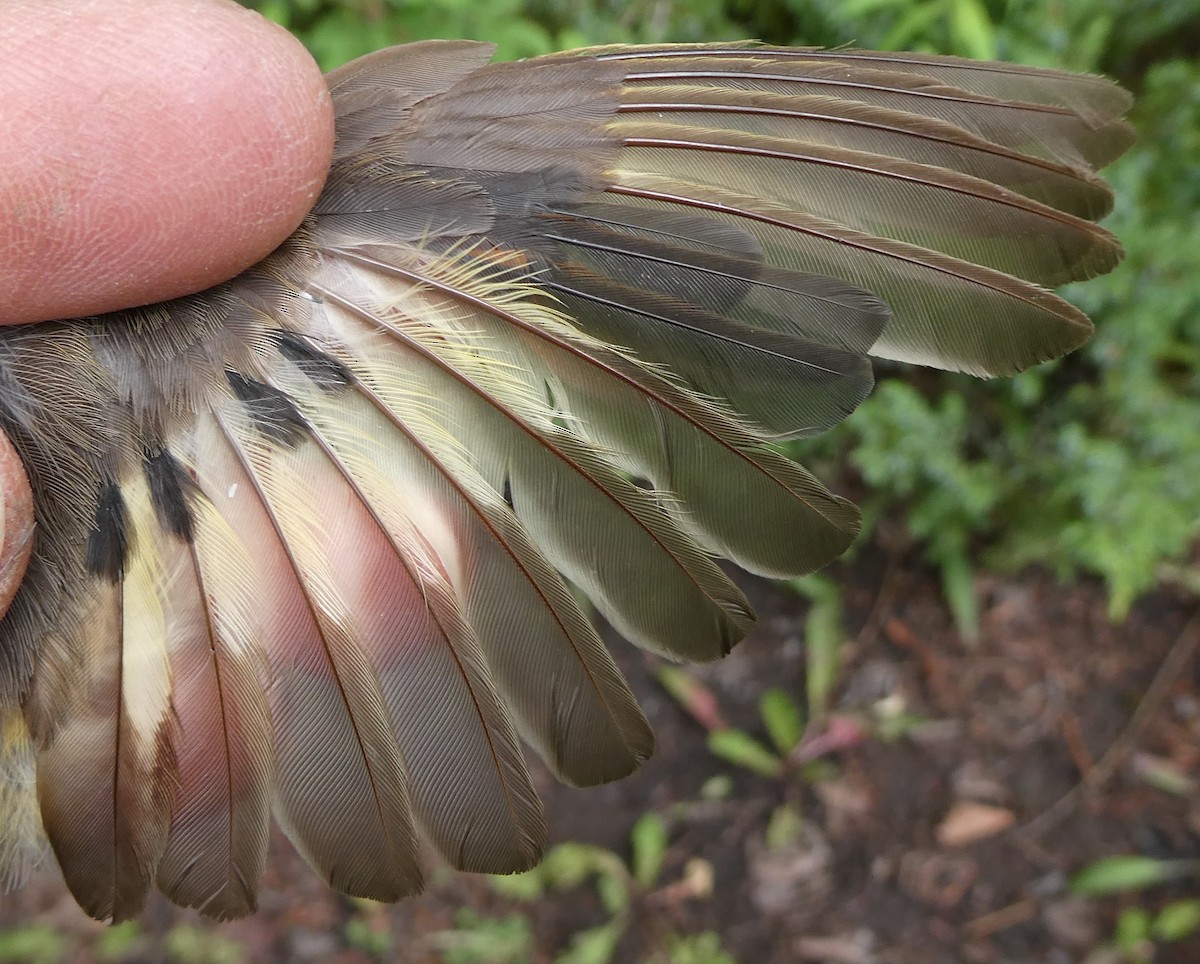 American Redstart - ML650405778