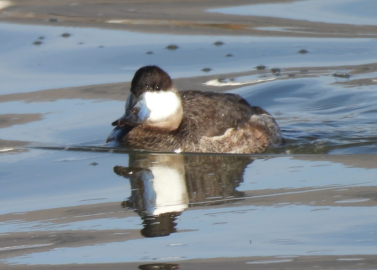 Ruddy Duck - ML650405788