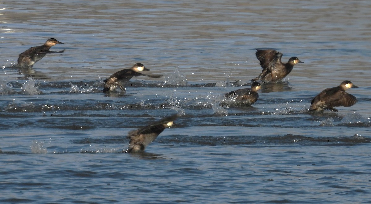 Ruddy Duck - ML650405789