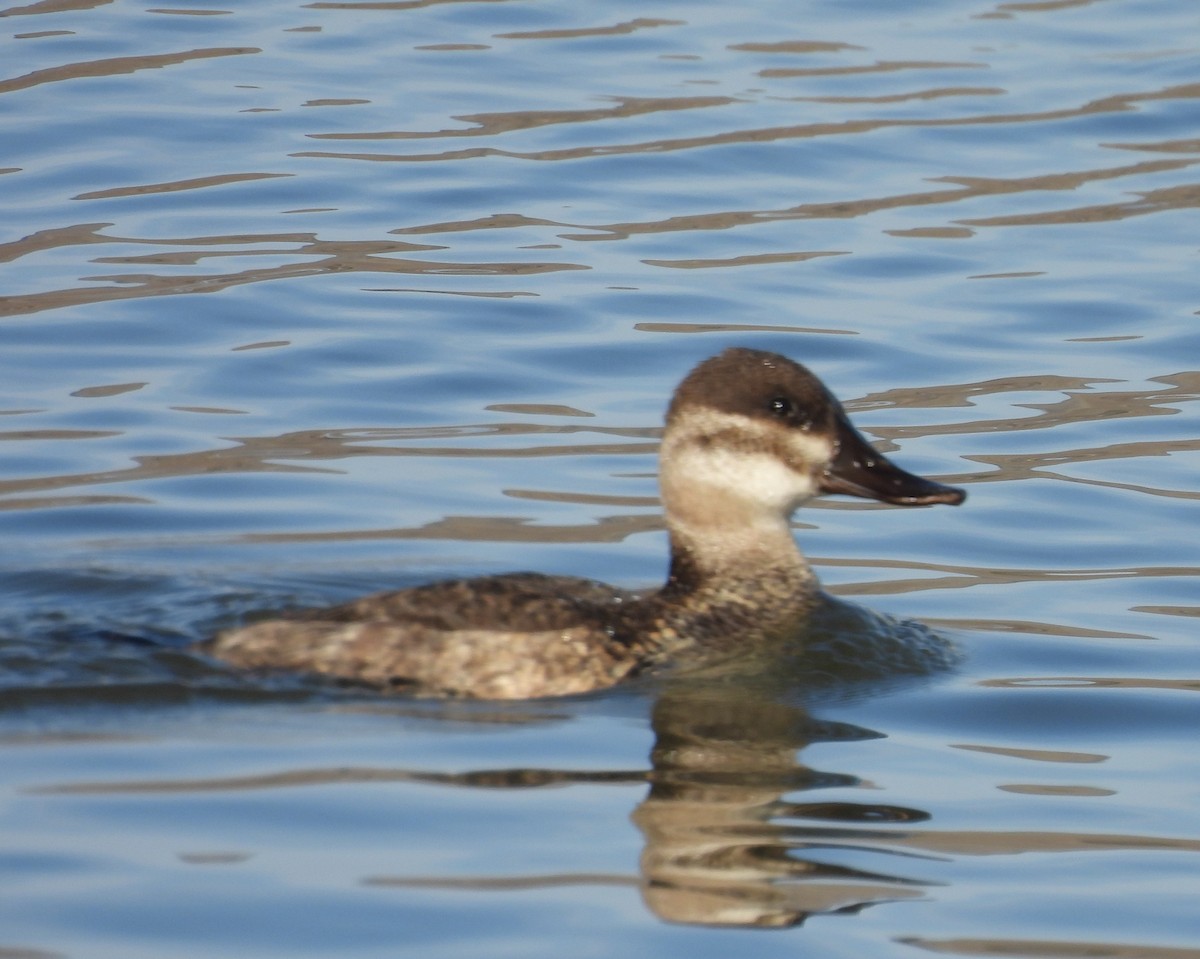 Ruddy Duck - ML650405790