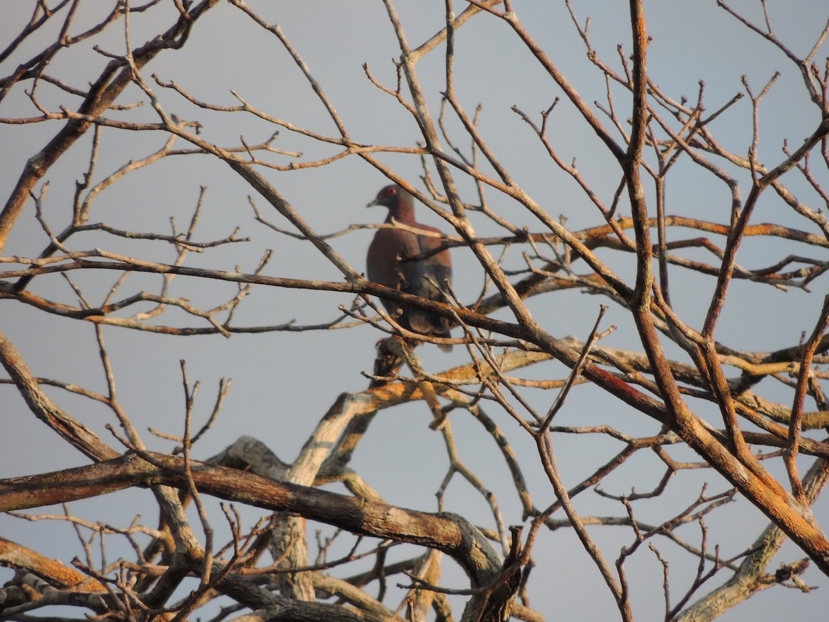 Голуб рожевошиїй - ML650405795