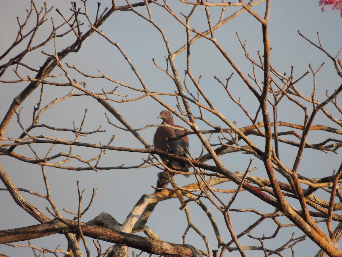 Голуб рожевошиїй - ML650405805