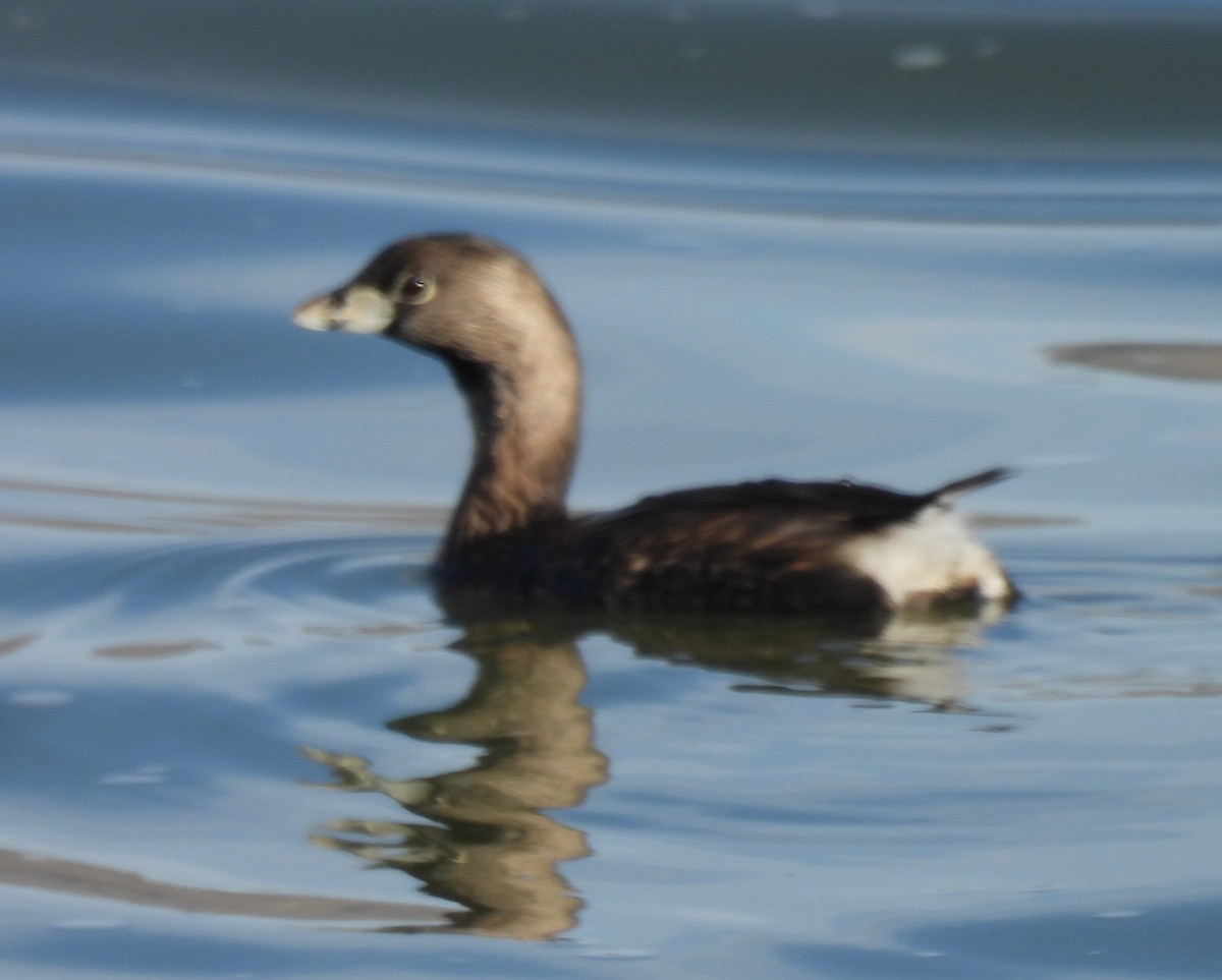 Pied-billed Grebe - ML650405823