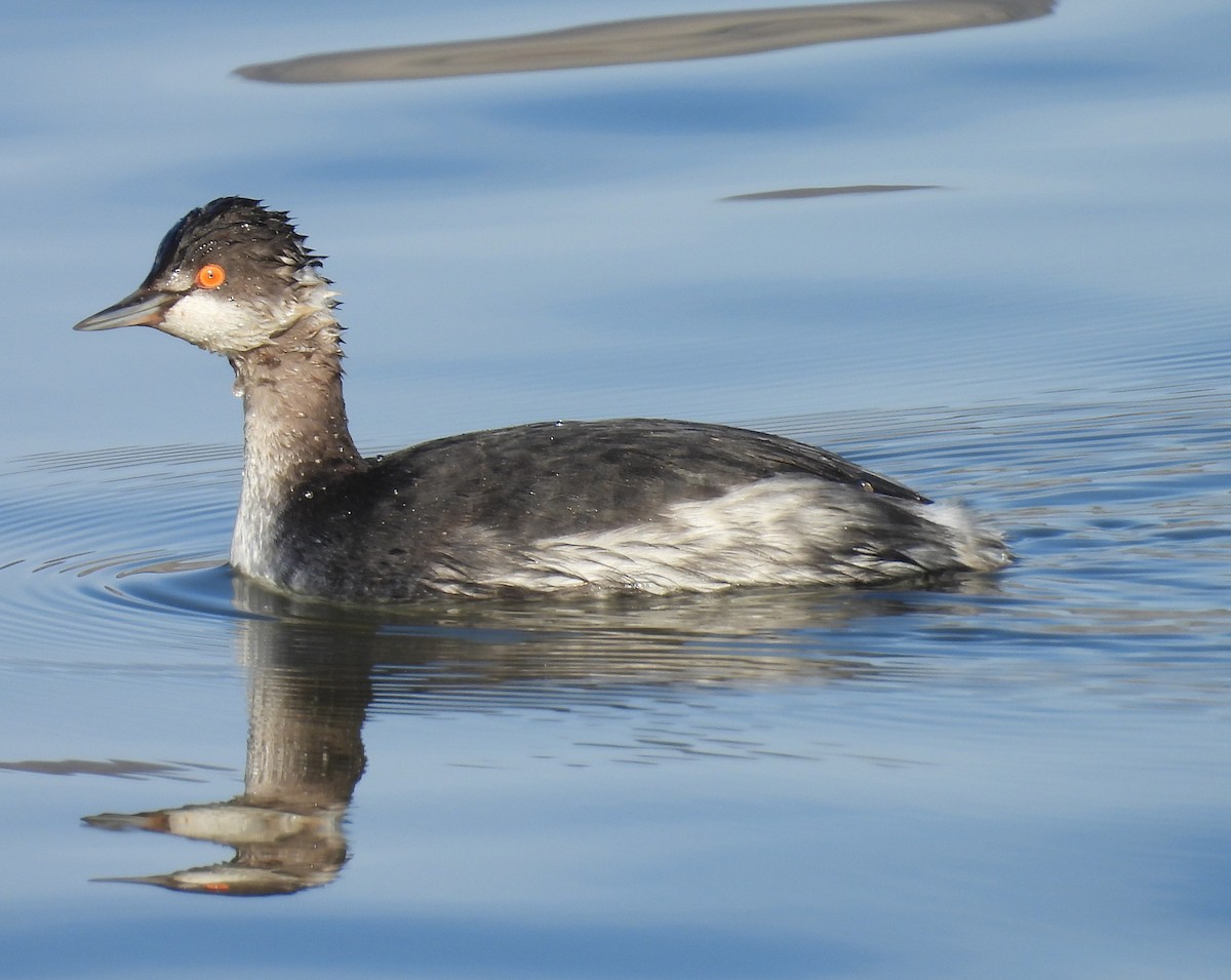 Eared Grebe - ML650405838