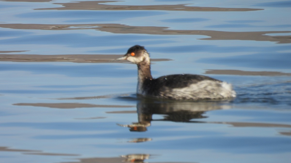 Eared Grebe - ML650405839