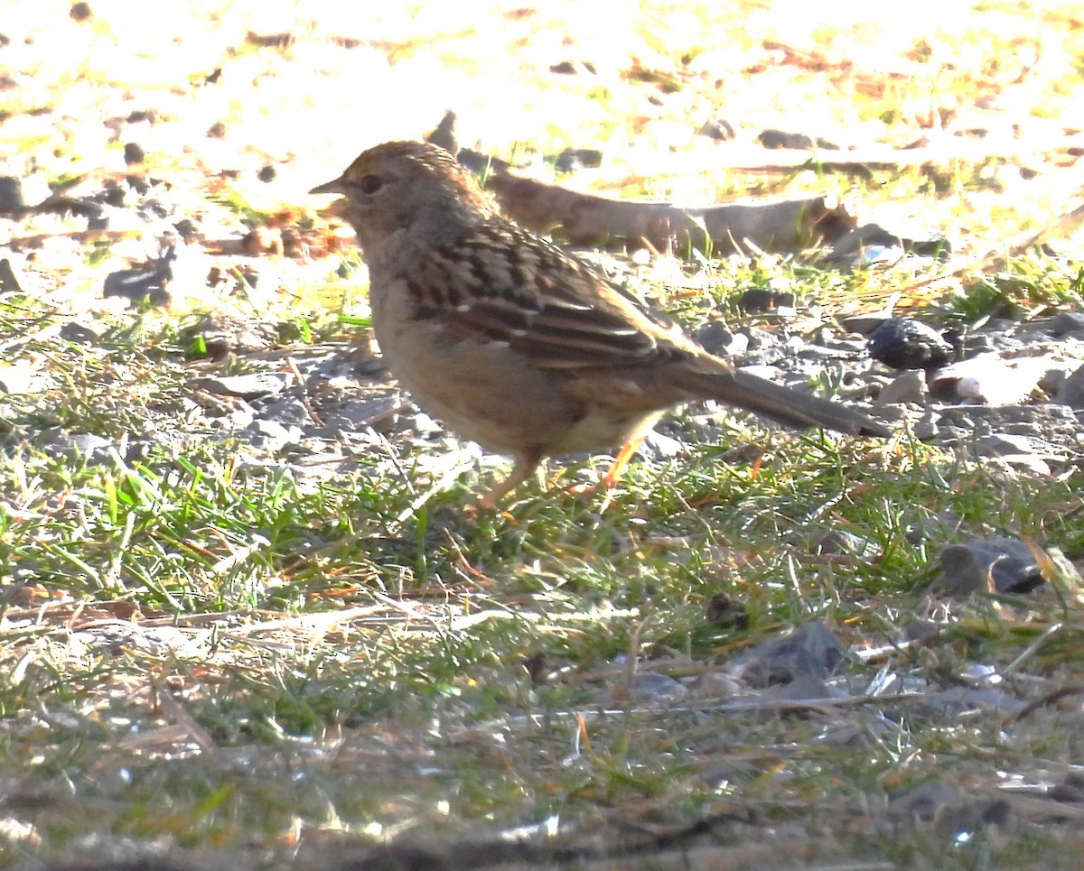 Golden-crowned Sparrow - ML650405859