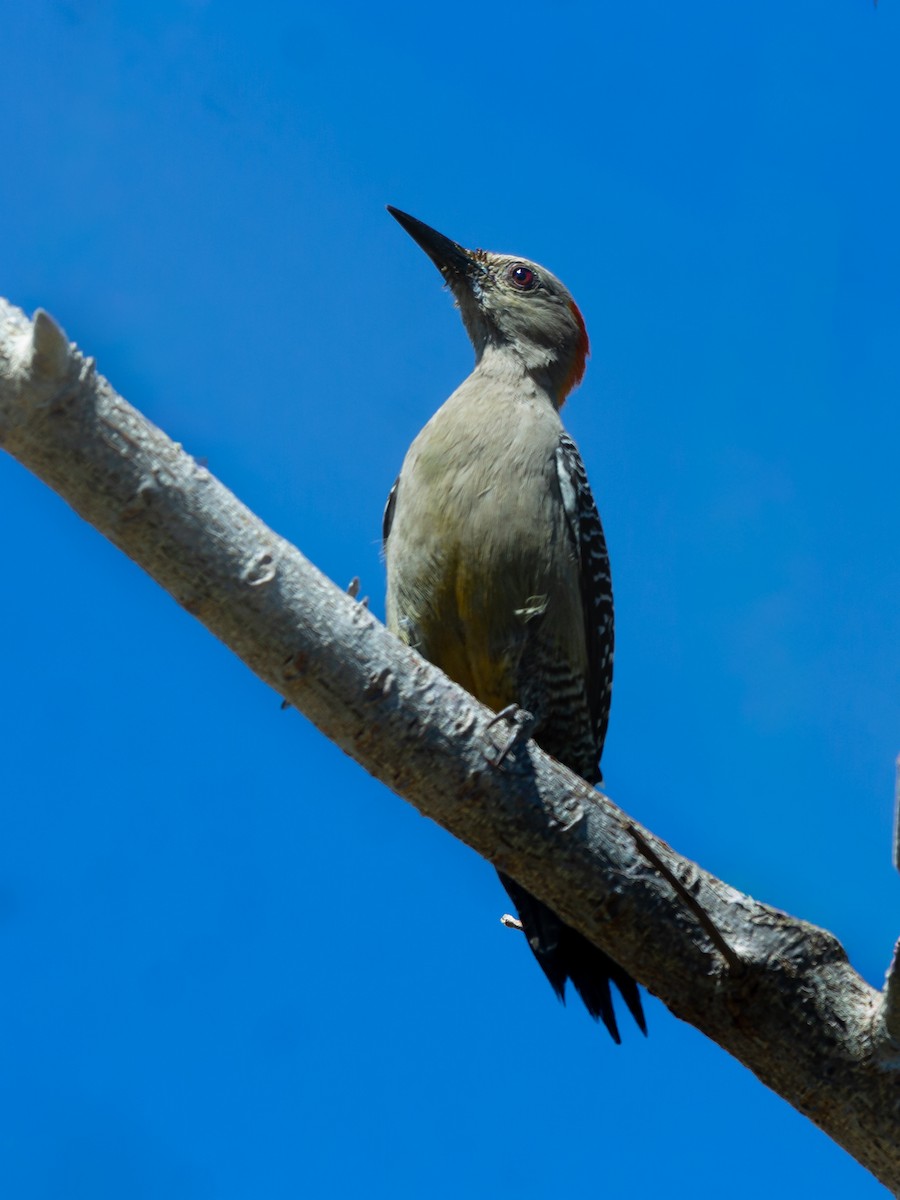 mesquitespett - ML650405877