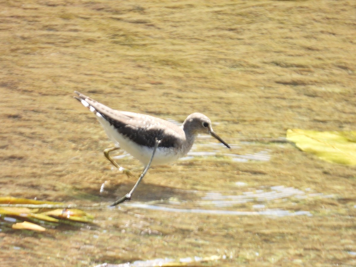 Einsiedelwasserläufer - ML650405919