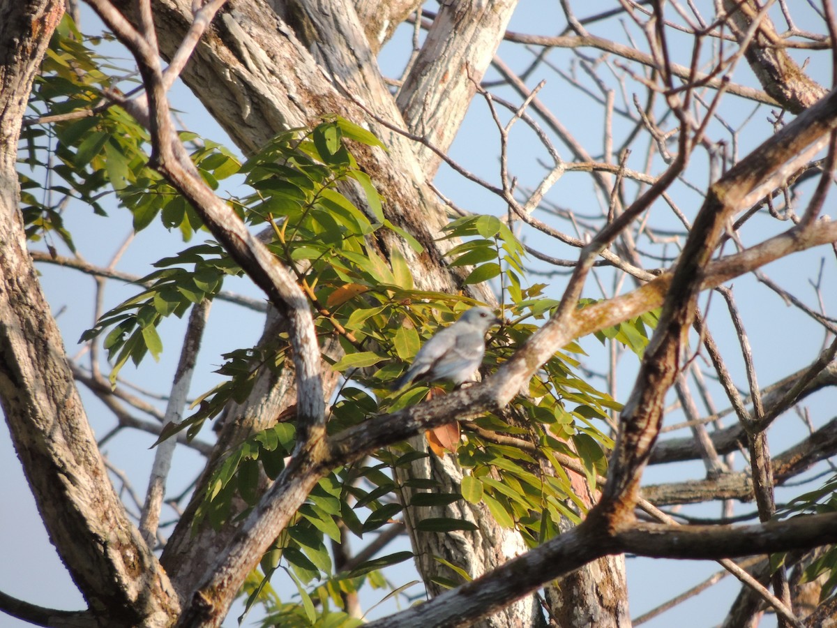 Саяка блакитна - ML650405950