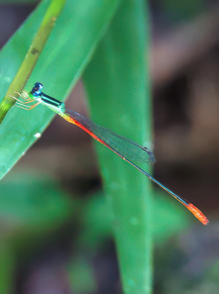 Red-tipped Swampdamsel - ML650405973