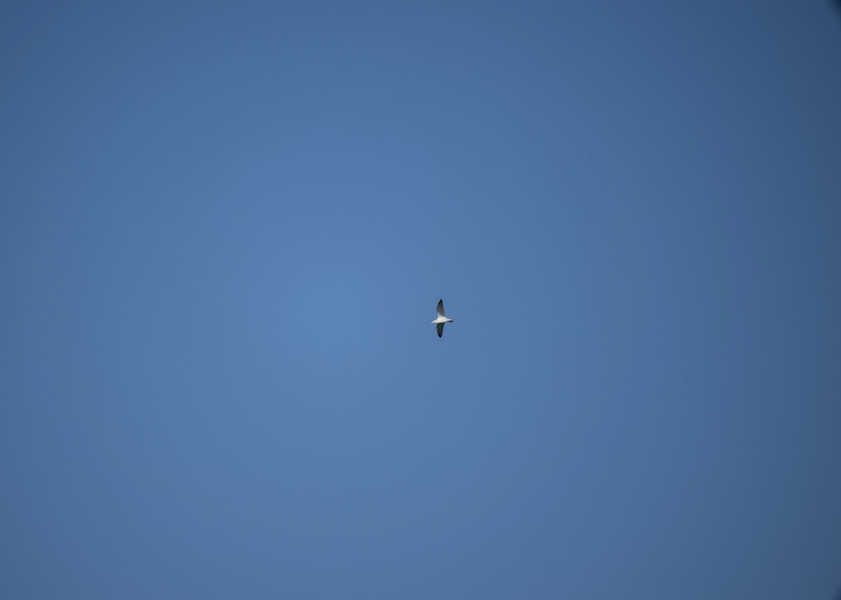 gull sp. - ML650406005