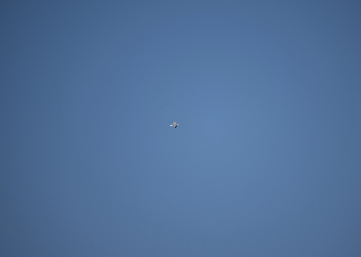 gull sp. - ML650406006