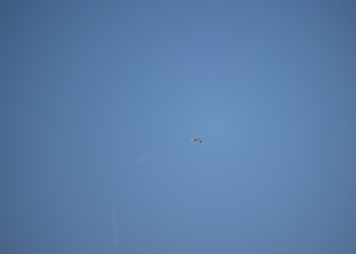 gull sp. - ML650406007