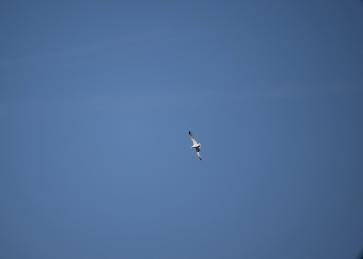 gull sp. - ML650406008