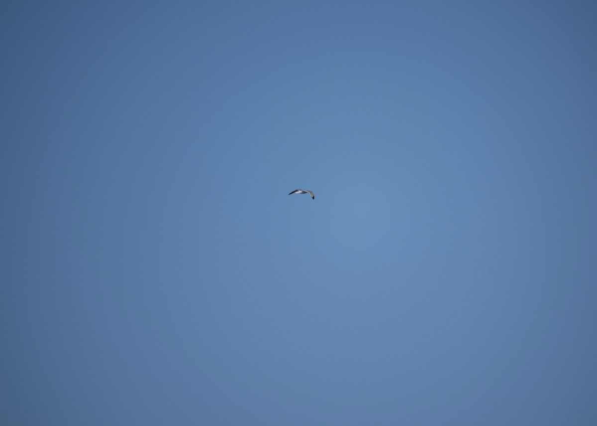 gull sp. - ML650406009