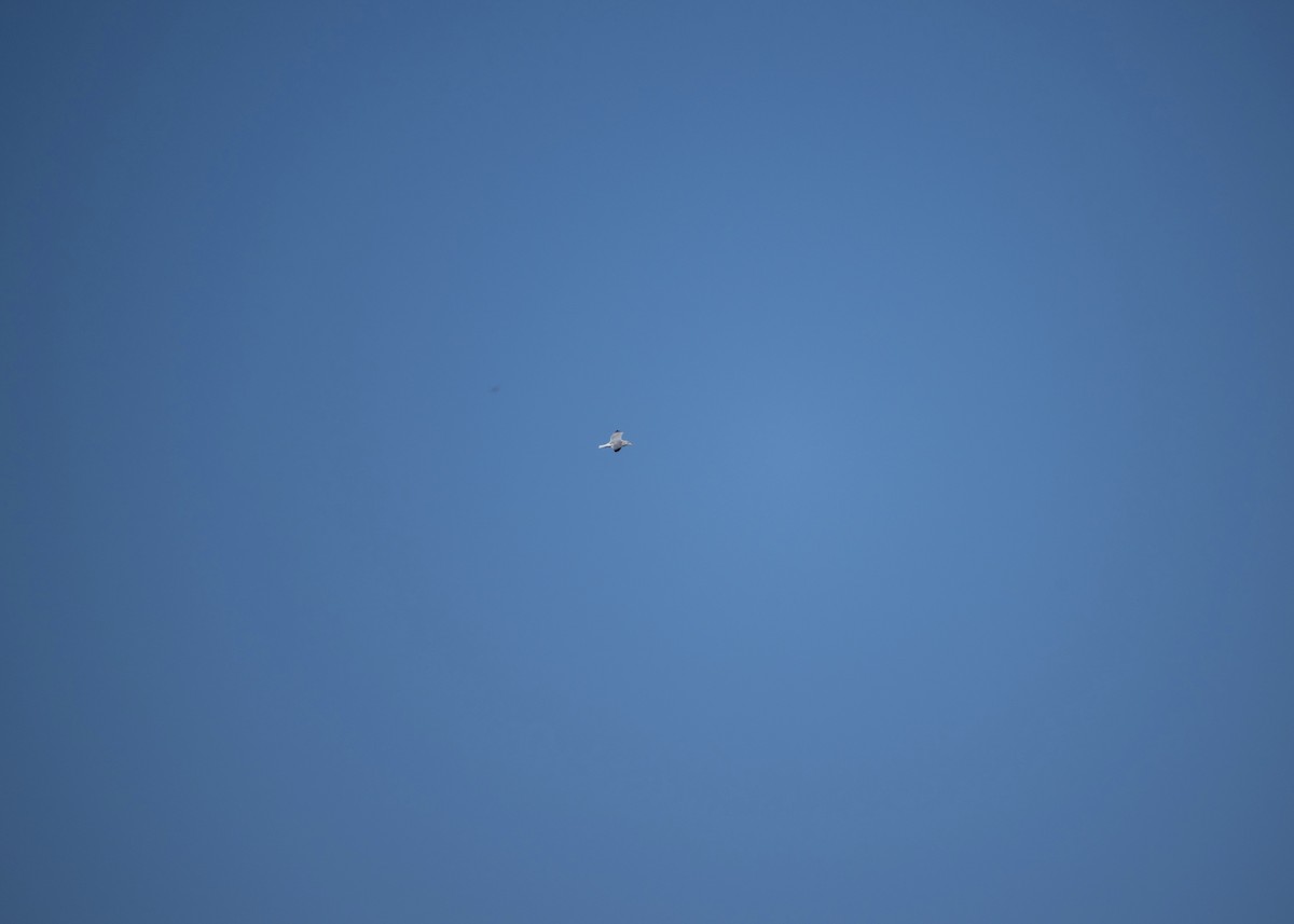 gull sp. - ML650406010